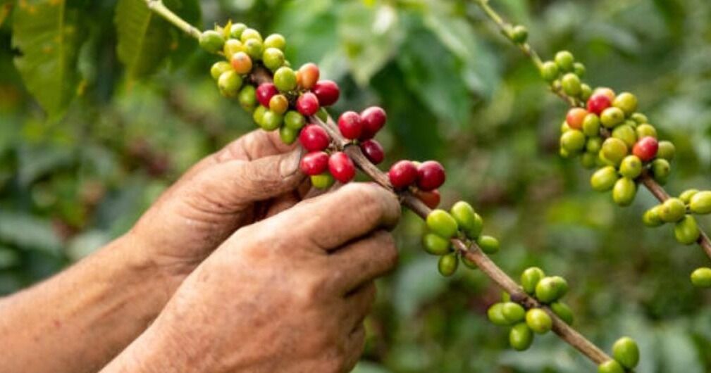 En el mes del café, Starbucks impulsa programas de apoyo y capacitación a caficultores