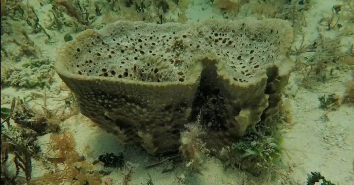 Subvención a UF/IFAS para restauración de esponjas marinas y mejora de calidad del agua