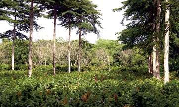 Capacitación agroforestal en gestión de bosques auspiciado por la USAID