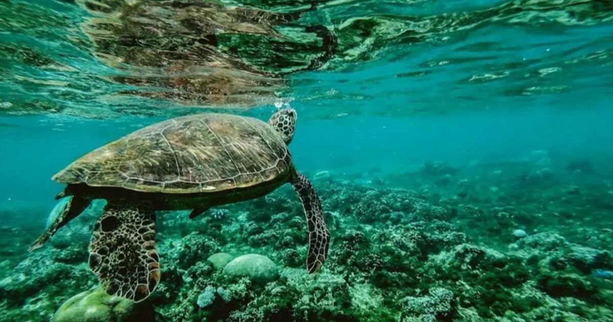 Jamaica aprovechará al máximo el Tratado de Alta Mar de la ONU, dice el gobierno