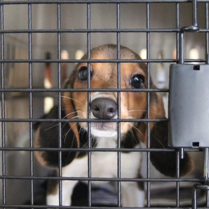 Rescatan a 27 beagles de ser utilizados para experimentos