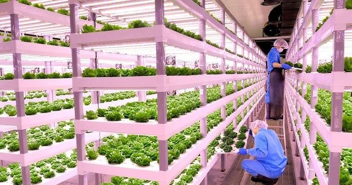 She Grows: Nueva iniciativa para celebrar a las mujeres de la industria hortícola de Canadá