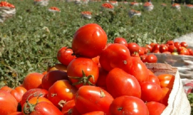Se espera zafra récord tomate industrial