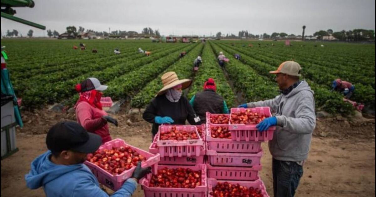 Trump protegerá a migrantes que trabajan en agricultura y hoteles en Estados Unidos: esto dijo sobre la decisión