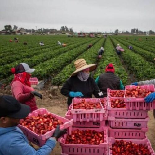 Trump protegerá a migrantes que trabajan en agricultura y hoteles en Estados Unidos: esto dijo sobre la decisión