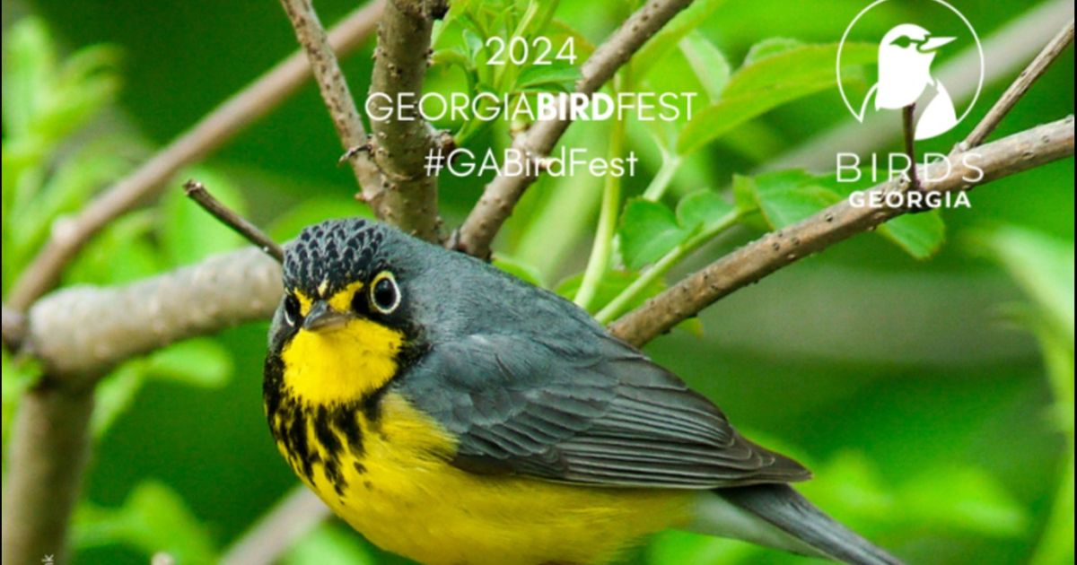Georgia Bird Fest regresa para 2024
