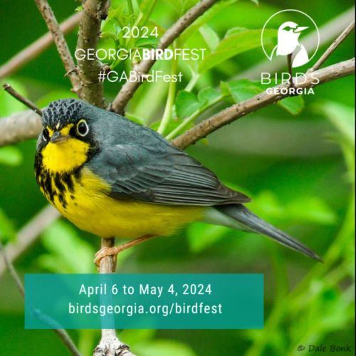 Georgia Bird Fest regresa para 2024