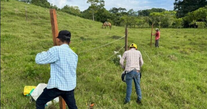 Ganadería sostenible llega a 130 fincas de Petén en 2025