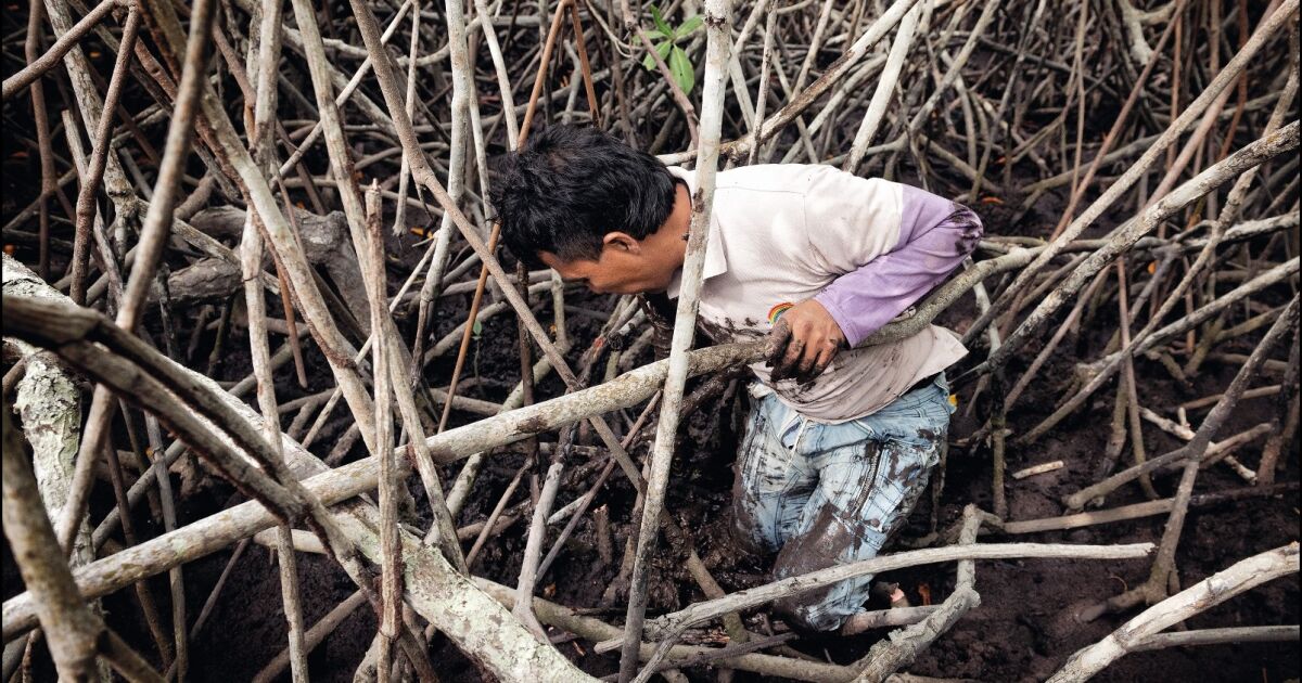 Investigación sobre los manglares demuestra la importancia del cuidado de este ecosistema