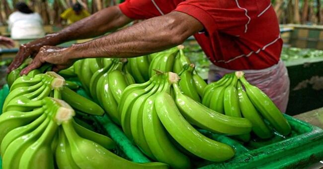 Ecuador alcanzó récord en exportaciones agropecuarias