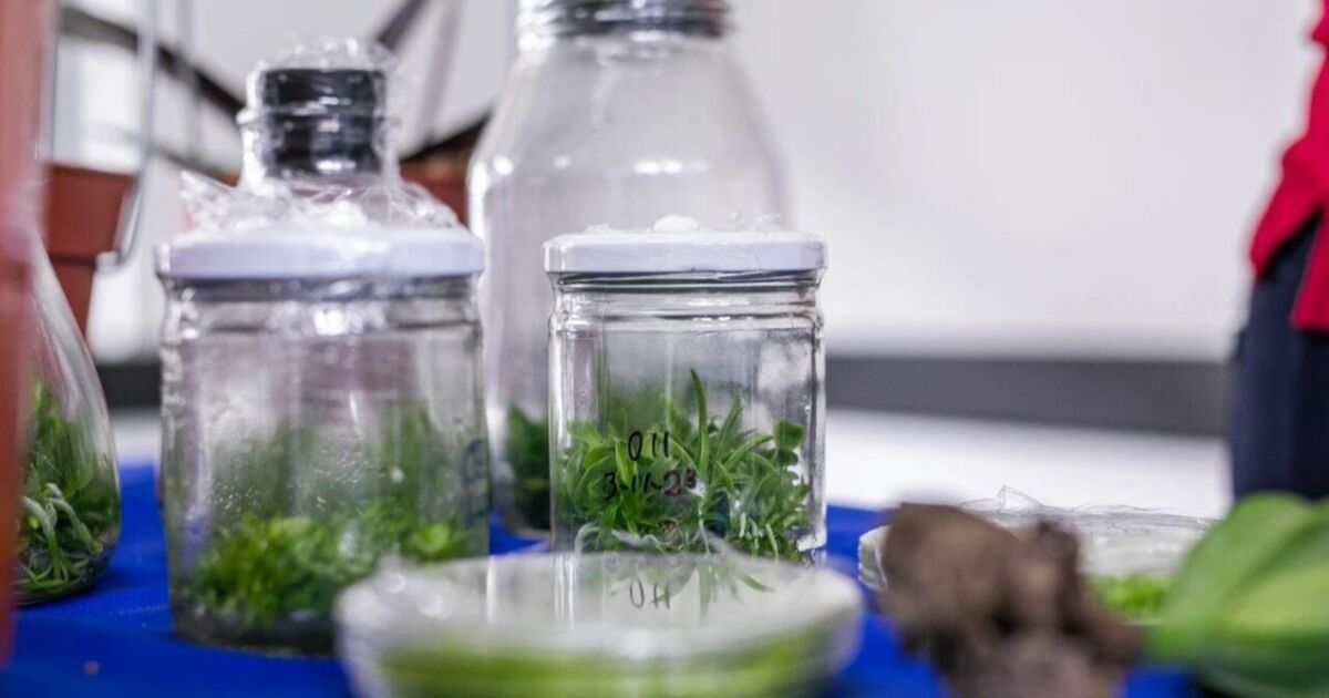 Agrotransformación Costarricense 2025 apuesta por la innovación y el conocimiento para el futuro de su agricultura