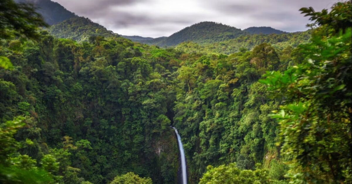 Bosques costarricenses destacan por su aporte al desarrollo económico