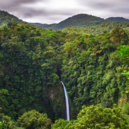 Bosques costarricenses destacan por su aporte al desarrollo económico