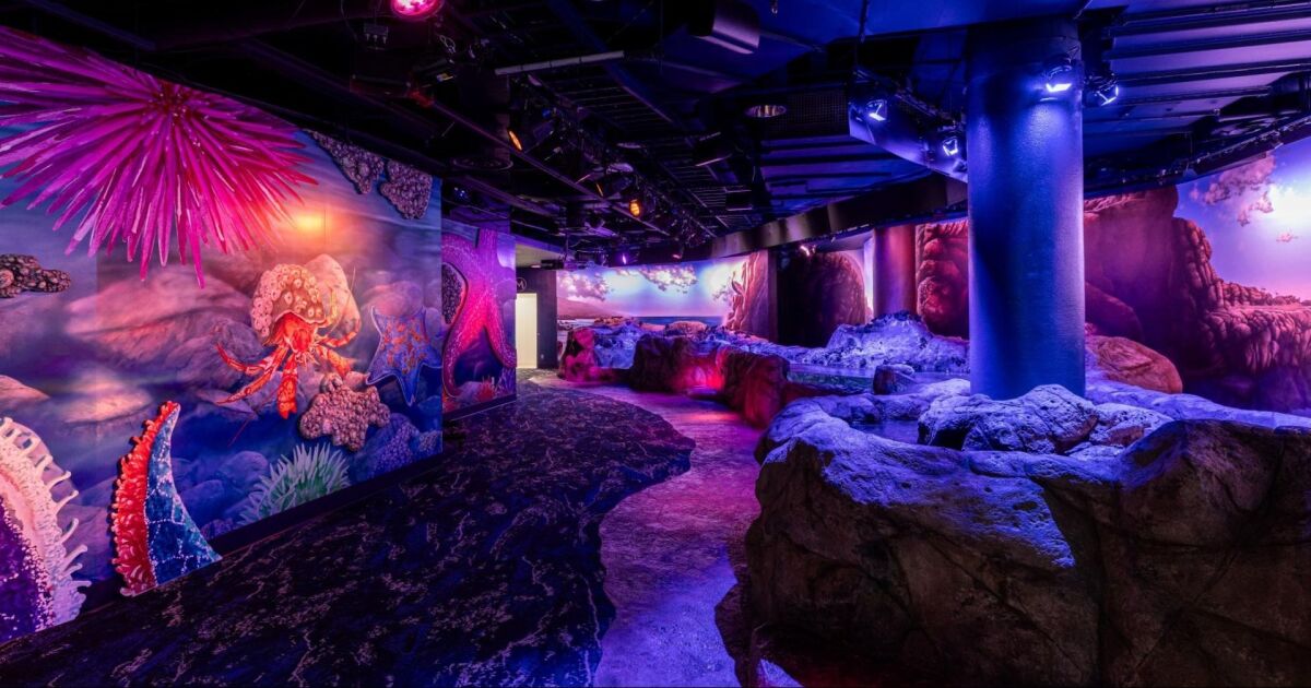 La exhibición del Acuario de Florida clasificada entre las 5 mejores atracciones de EE. UU. por USA Today