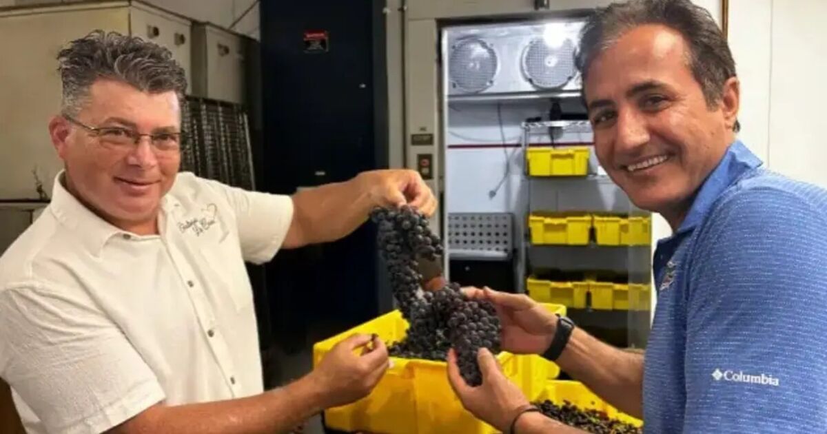 El Estado del Sol: Uvas resistentes a las enfermedades infunden esperanza para el renacimiento del vino de Florida