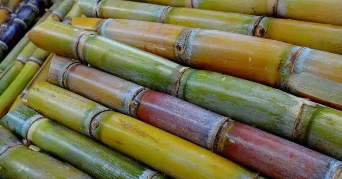 Portuguesa inicia zafra azucarera 2025-2026 con meta de procesar 1,37 millones de toneladas de caña