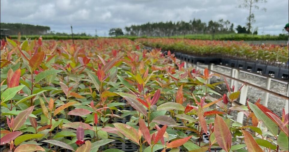 Novopan dona más de 33 mil plantas a la comunidad de Pachijal