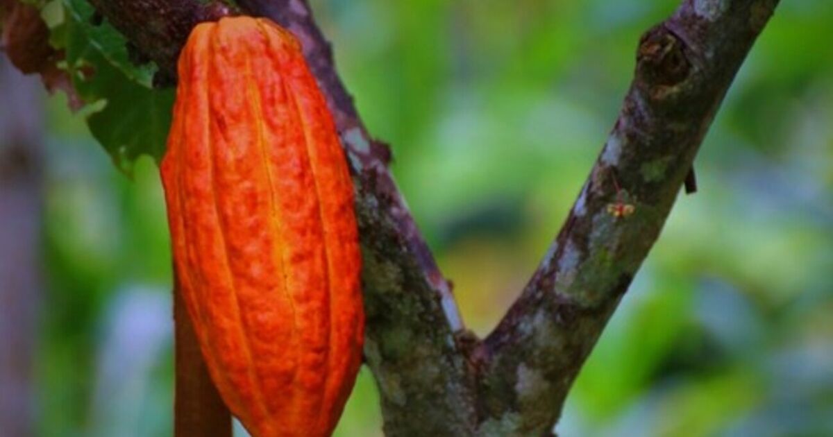 ACLIMATAR: La Herramienta que transforma el clima en oportunidades para los productores de cacao