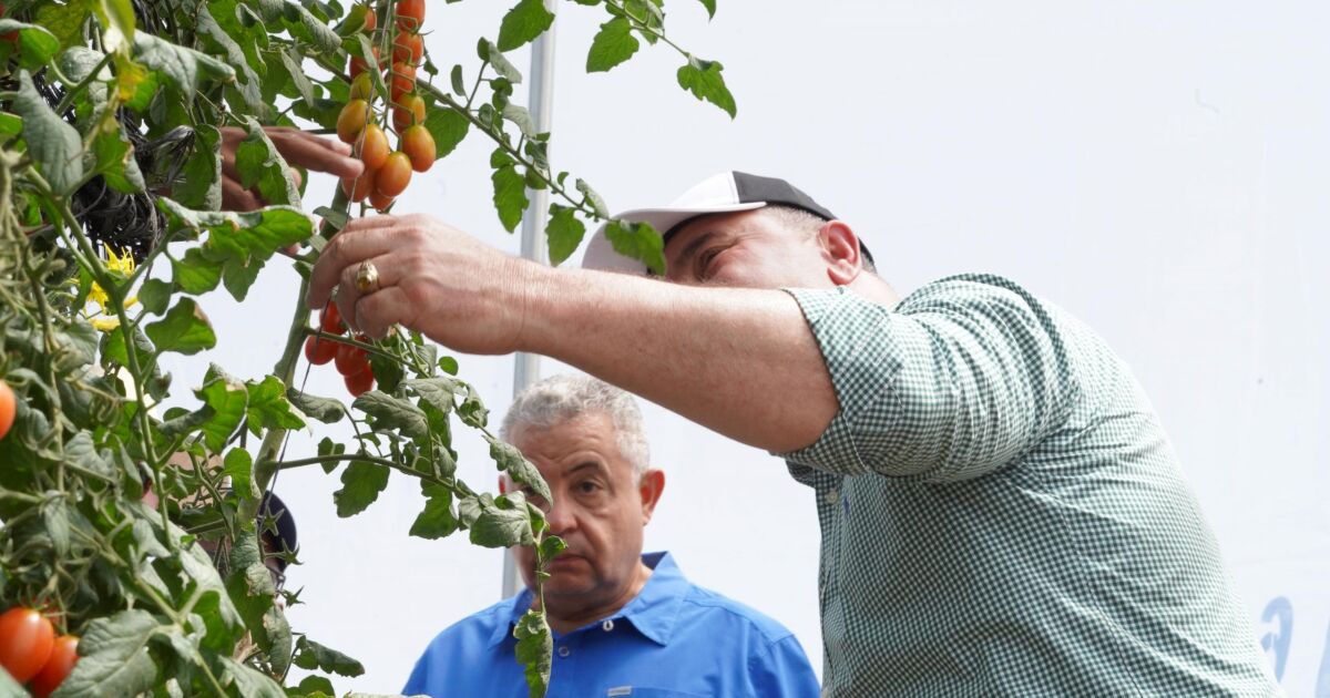 Exportaciones tomate cherry a EEUU consolidan su crecimiento