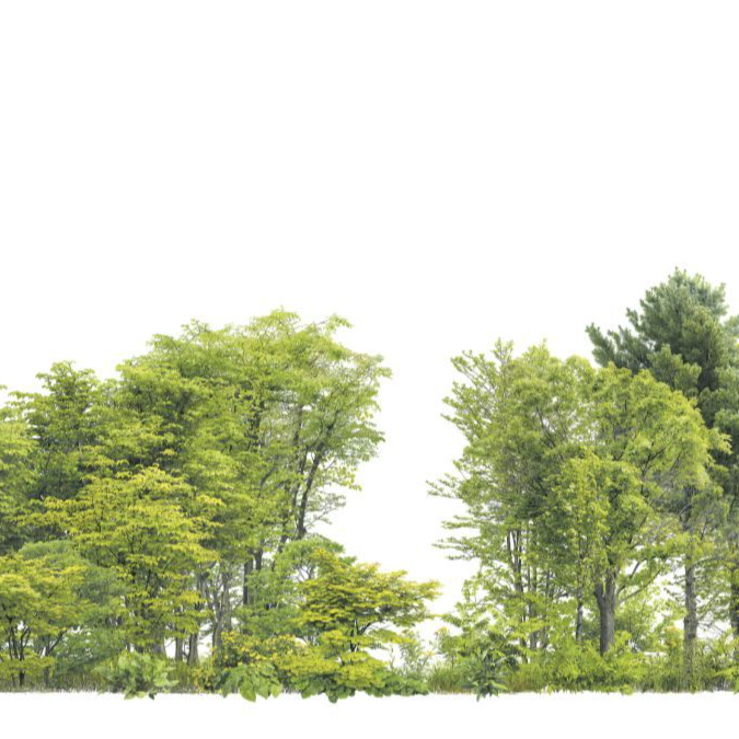 La medicina avala los ‘baños de bosque’ para reducir la ansiedad