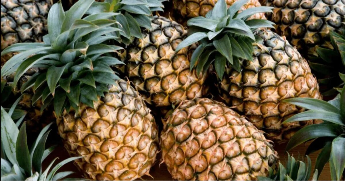 Costa Rica es el mayor exportador de piña del mundo
