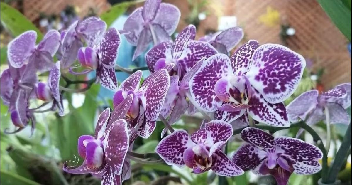 Con más de 800 muestras se desarrollará Expo Orquídeas 2024
