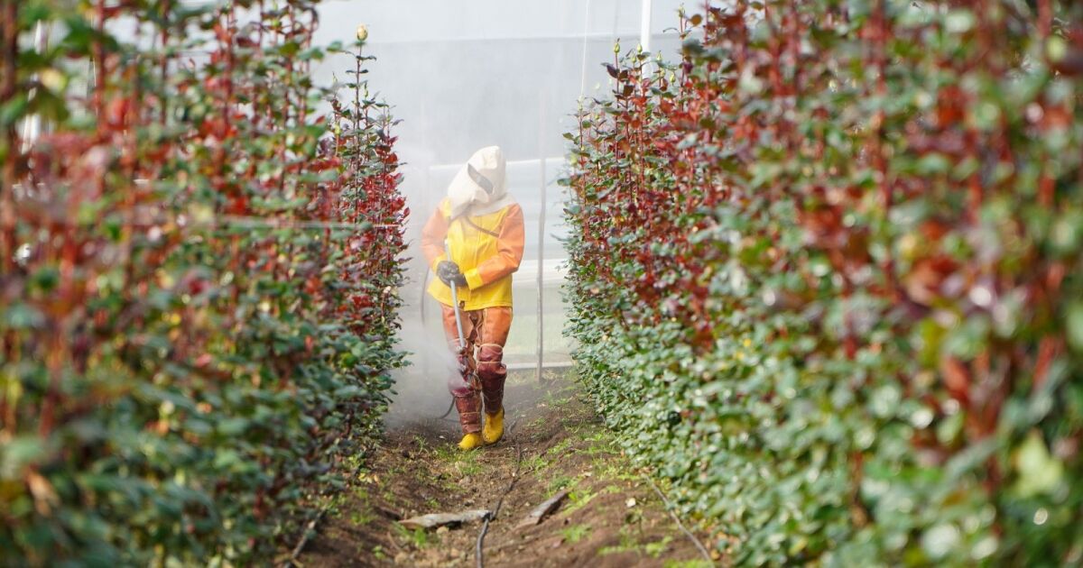 Proteger al agricultor: una urgencia que se siente en la piel del campo ecuatoriano