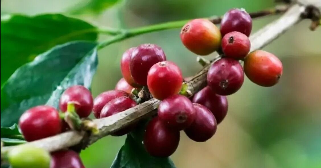 Sector cafetero colombiano alerta afectación de la producción por condiciones climáticas y por precios actuales