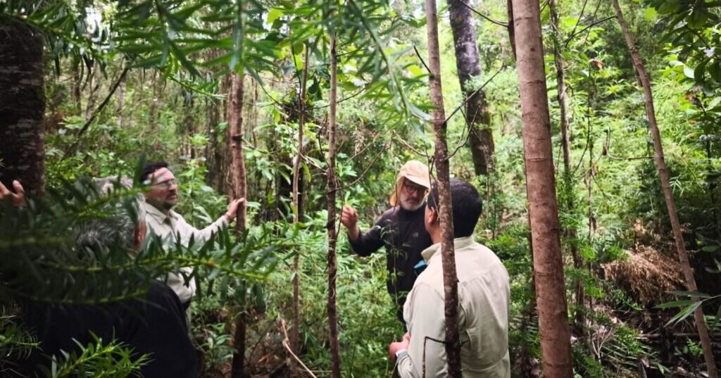 CONAF impulsa fortalecimiento del bosque nativo en la Región de Los Lagos