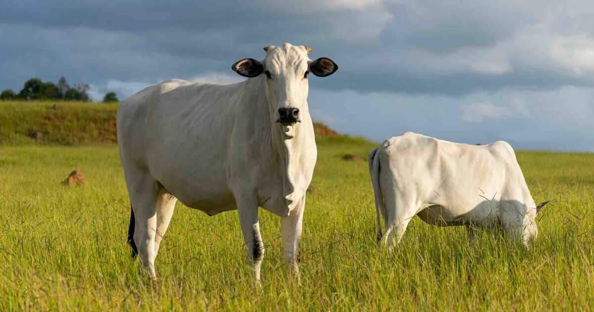 EXZOLT® 5% POUR ON, desarrollado por MSD Salud Animal, la última innovación en México indicada para la prevención y tratamiento del gusano barrenador