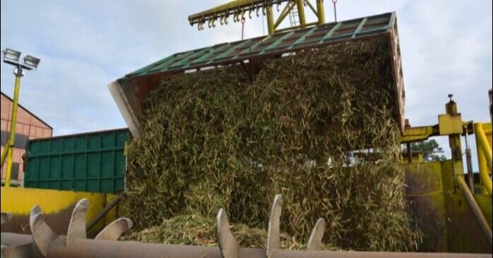 FESOCA: Molienda de 1,3 millones de caña de azúcar garantiza inventario para 8 meses