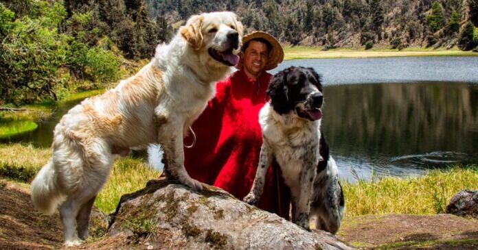Perros Mucuchíes a un paso de ser registrados como raza internacional