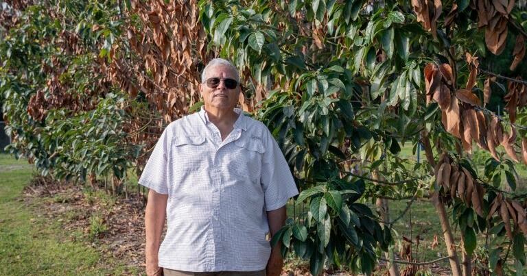 Aguacates resistentes al frío buscan transformar la industria frutícola de Florida
