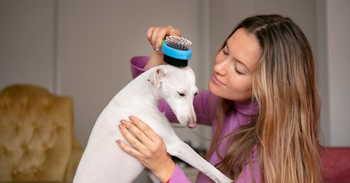 “Prevenir es Amar”: Mundo Mágico de la Mascota lanza una campaña educativa para cuidar la salud de las mascotas desde casa