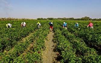 Inversión de 345 millones de pesos en proyectos agrícolas en frontera RD