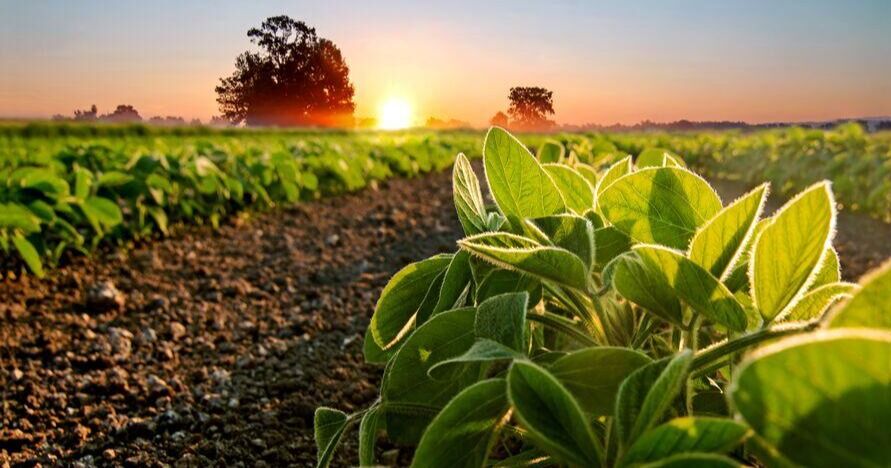 Loblaw se asocia con Ducks Unlimited Canada para apoyar la agricultura sostenible