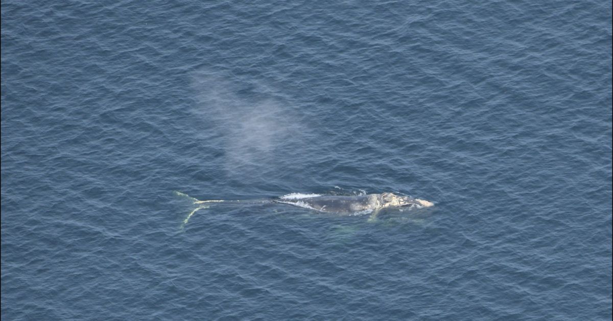 Una cría de ballena en peligro de extinción es golpeada por un barco cerca de la costa de Georgia