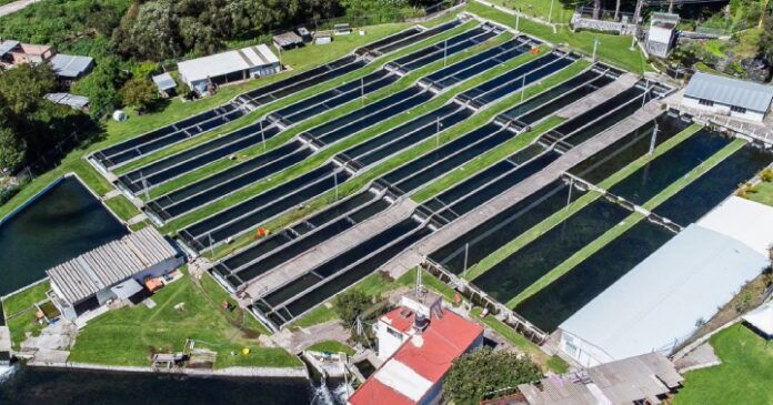 Estación Piscícola San Fernando sembrará 120 mil cachamas para comercializar