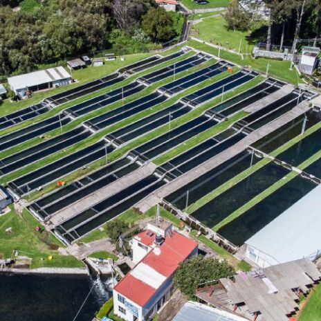 Estación Piscícola San Fernando sembrará 120 mil cachamas para comercializar
