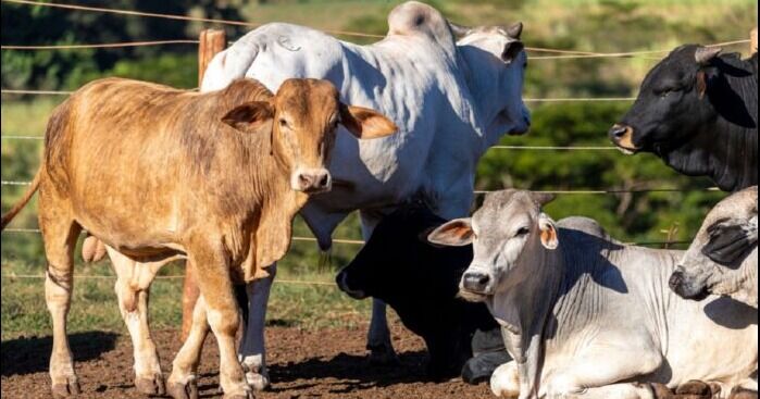 Ganadería bufalina y bovina entrarán en fase de expansión con Plan de Sectorización