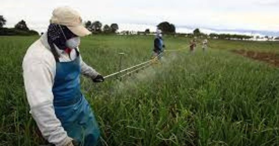 Cavidea: sector agroalimentario representa el 47% del PIB de la manufactura privada en Venezuela