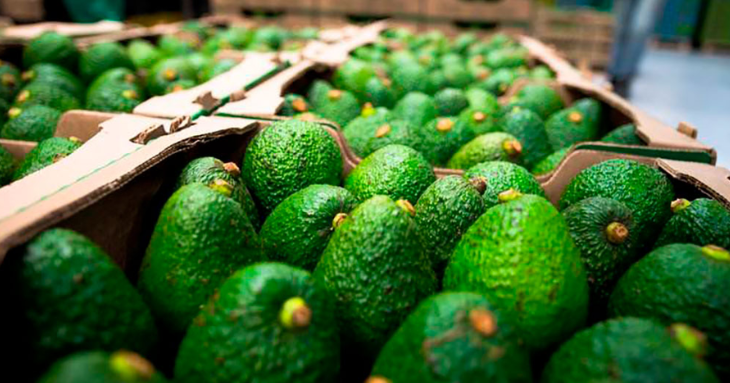 Exportaciones de aguacate Hass crecieron 21,3% en 2025