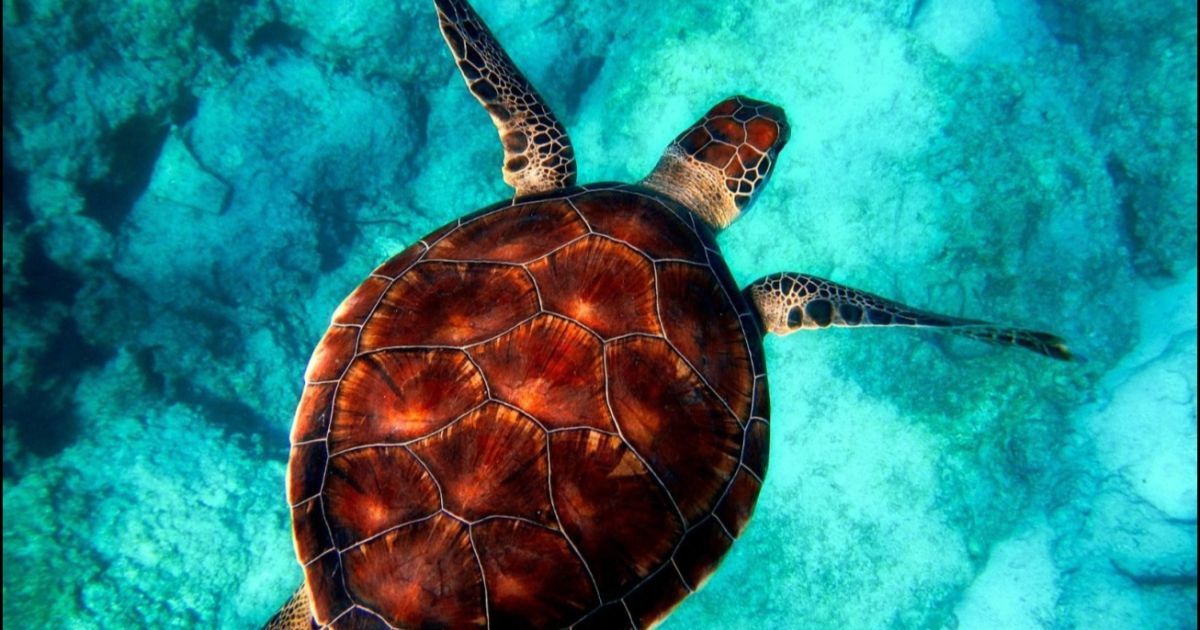 Establecida área protegida marina de 18.4 kilómetros cuadrados para tortugas en Laguna Arrecifal de Bávaro, MMARN