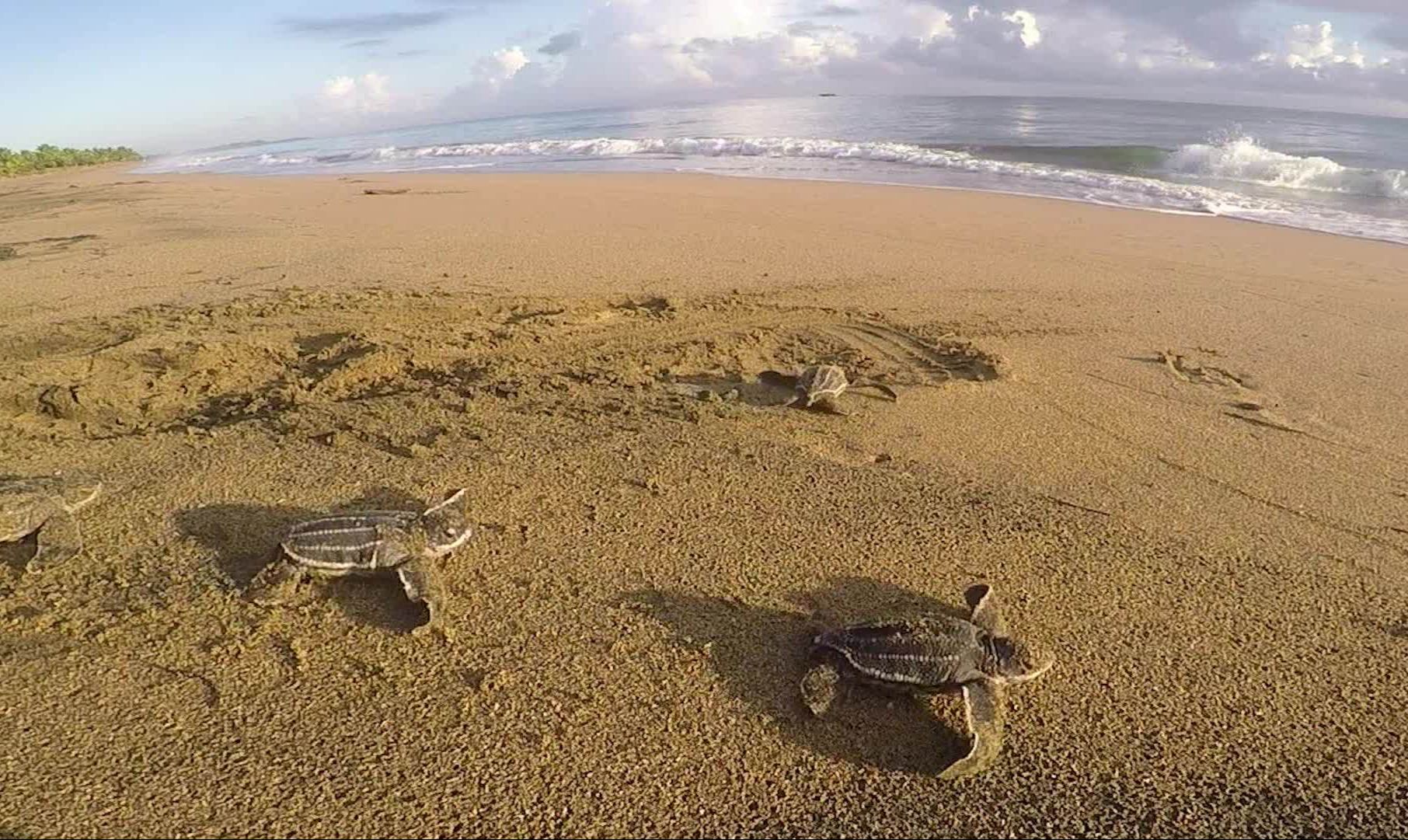 Iniciativa de Monitoreo y Protección de Tortugas Marinas en Miches