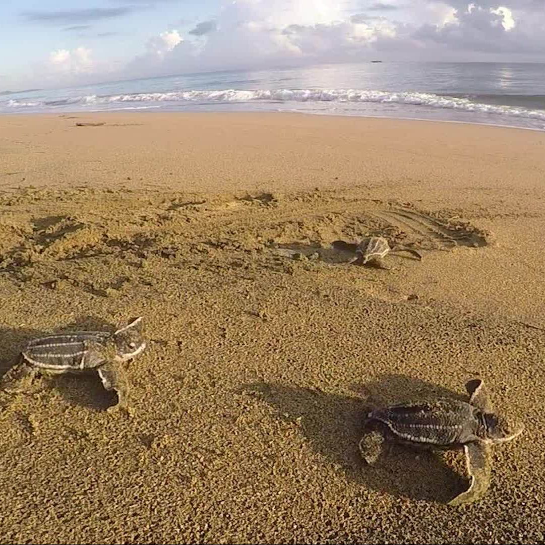 Iniciativa de Monitoreo y Protección de Tortugas Marinas en Miches