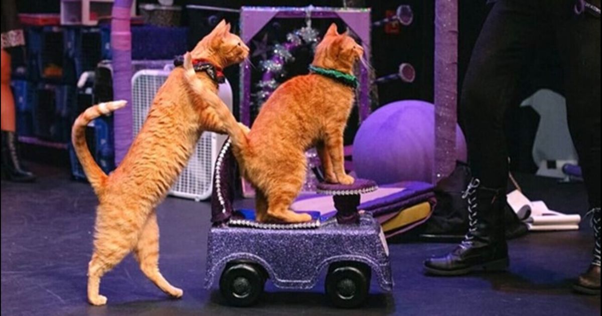 Los Amazing AcroCats regresan a un escenario de Orlando a principios