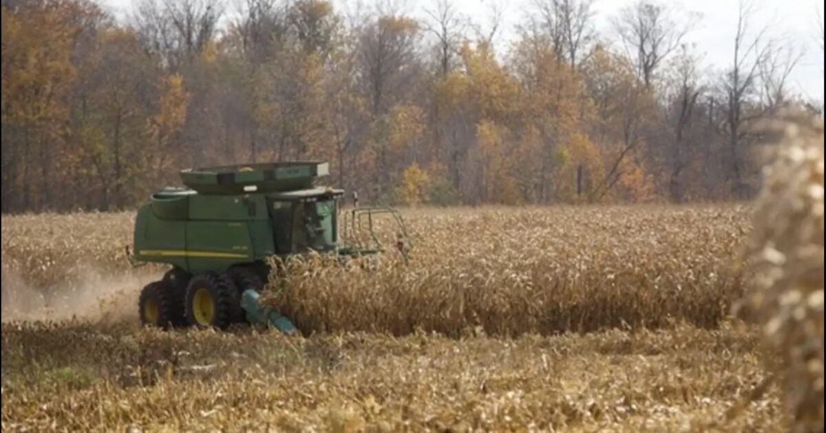 Ontario se reincorpora a los productores de granos de Canadá