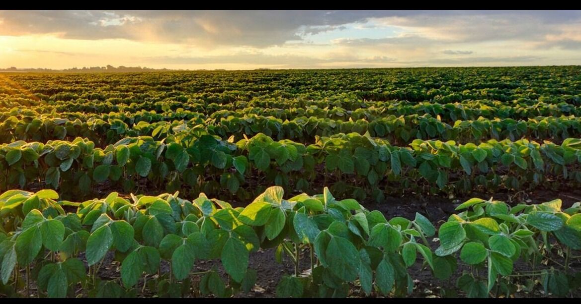 Enfoque multifacético para preservar las tierras agrícolas de Georgia, recomienda el legislativo