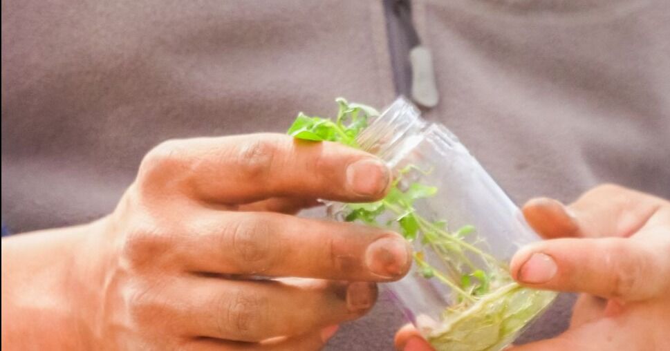 Cartago produce papas de mejor calidad gracias a la biotecnología