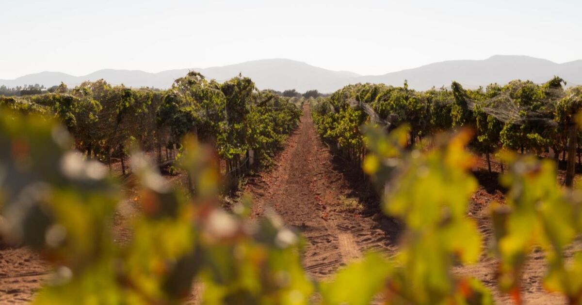 Vino mexicano: la bodega que produce 900, 000 litros anuales y tiene 43% del mercado ultrapremium